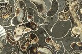 Polished Ammonite (Promicroceras) Slice - Marston Magna Marble #211310-1